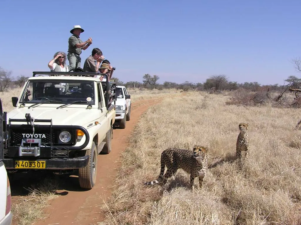 Cheetah Conservation On The Waterberg Plateau