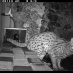 The Asian Fishing Cat: Surviving Urban Jungles in Sri Lanka