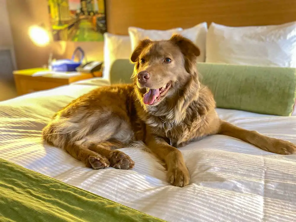 Reno Whitney Peak dog friendly hotel. Red dog on a bed with green bedding