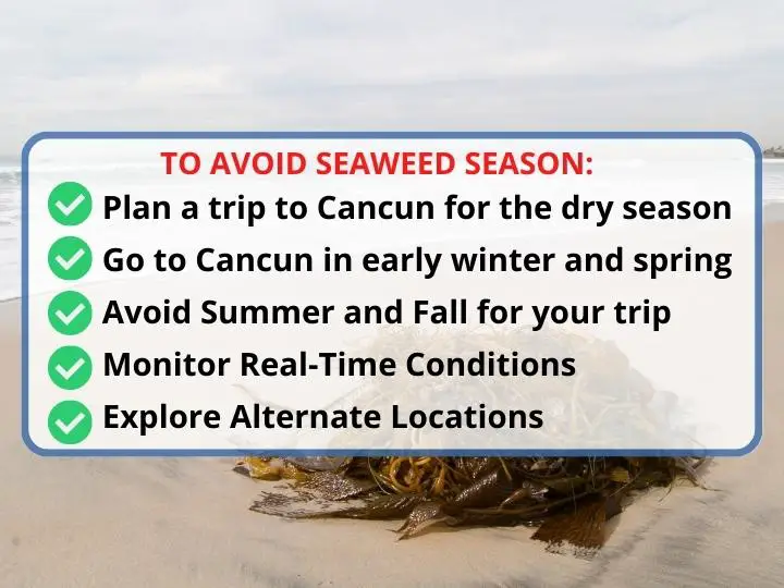 To avoid seaweed season in Cancun